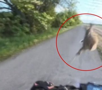 Mezei nyul tarolt le egy elektromos rollerest Szazhalombatta hataraban 360x315