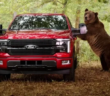 Egy 360 kilos medvevel tesztelte a Ford az F 150 Platinum vedelmi rendszeret 360x315