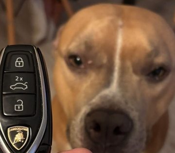 Kutyasetaltatas kozben nem vart dolgot talaltak Leventeek egy luxusauto kulcsa hevert a foldon – Most keresik kihez tartozik 360x315