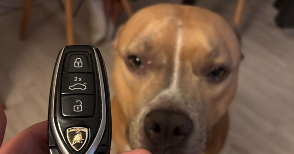 Kutyasetaltatas kozben nem vart dolgot talaltak Leventeek egy luxusauto kulcsa hevert a foldon – Most keresik kihez tartozik